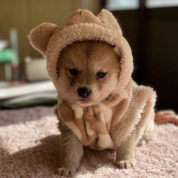 柴犬(豆柴)【大分県・女の子・2023年11月16日・赤】の写真「♡可愛いお目々の女の仔♡」