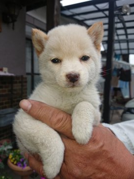 柴犬(豆柴)【大分県・男の子・2020年2月24日・白】の写真「とても穏やかな性格です。人懐っこく可愛い男の子です」