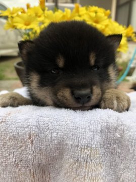 柴犬(豆柴)【大分県・男の子・2018年3月7日・黒】の写真「極小豆柴  とても可愛いです」