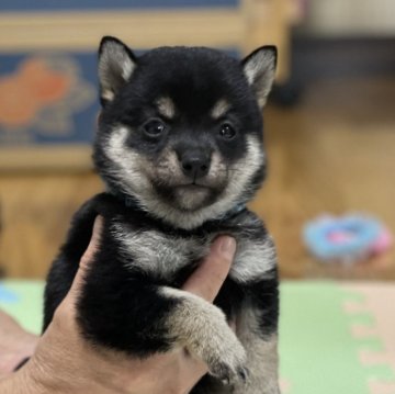 柴犬(豆柴)【大分県・男の子・2024年5月26日・黒】の写真「希少な黒豆柴☆可愛い男の仔☆」