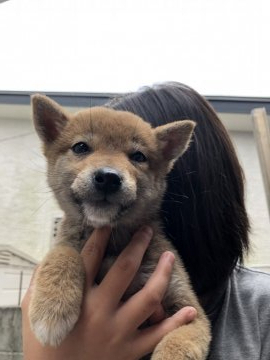 柴犬(豆柴)【大分県・女の子・2020年3月3日・赤】の写真「優しい性格の穏やかな仔です☆」