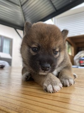柴犬(豆柴)【大分県・女の子・2020年5月5日・赤】の写真「穏やかでおっとりした可愛い仔です☆」