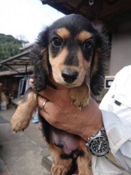 ミニチュアダックスフンド(ロング)【大分県・男の子・2019年9月27日・ブラックタン】の写真「綺麗な毛色の可愛い男の子です(^^)」