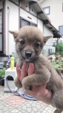 柴犬(豆柴)【大分県・女の子・2019年8月12日・赤】の写真「とても元気な可愛い女の子です^_^」