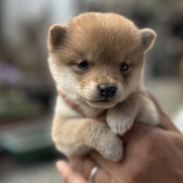 柴犬(豆柴)【大分県・女の子・2022年12月12日・赤】の写真「♡小さな可愛い女の仔♡」