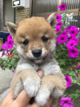 柴犬(豆柴)【大分県・女の子・2020年4月20日・赤】の写真「とっても美人な女の仔♡」