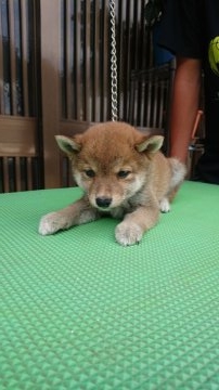 柴犬(豆柴)【大分県・男の子・2018年6月10日・赤】の写真「両親豆柴認定済。人懐っこくて甘えん坊な可愛い仔で」