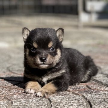 柴犬(豆柴)【大分県・女の子・2024年2月11日・黒】の写真「希少な黒☆小ぶりの可愛い女の仔☆」
