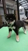 豆柴【大分県・男の子・2018年8月1日・黒】の写真1「09/28撮影」