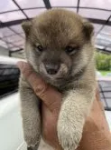 豆柴【大分県・男の子・2020年4月23日・赤】の写真1