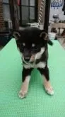 豆柴【大分県・男の子・2018年8月1日・黒】の写真3「09/28撮影」