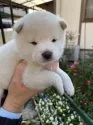 豆柴【大分県・男の子・2020年11月6日・白】の写真5