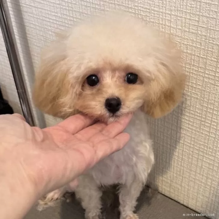 ID:2412-06890の子犬