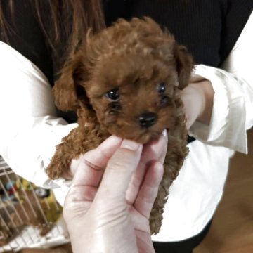 トイプードル(ティーカップ)【東京都・女の子・2025年4月3日・レッドフォーン】の写真「とても小さな女の子尻尾フリフリ甘えん坊さん❣️」
