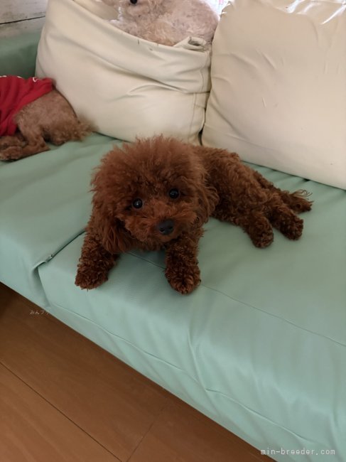 トイプードル(トイ)【・女の子・2024年6月13日・レッド】「とても濃いレッドのままです♪」