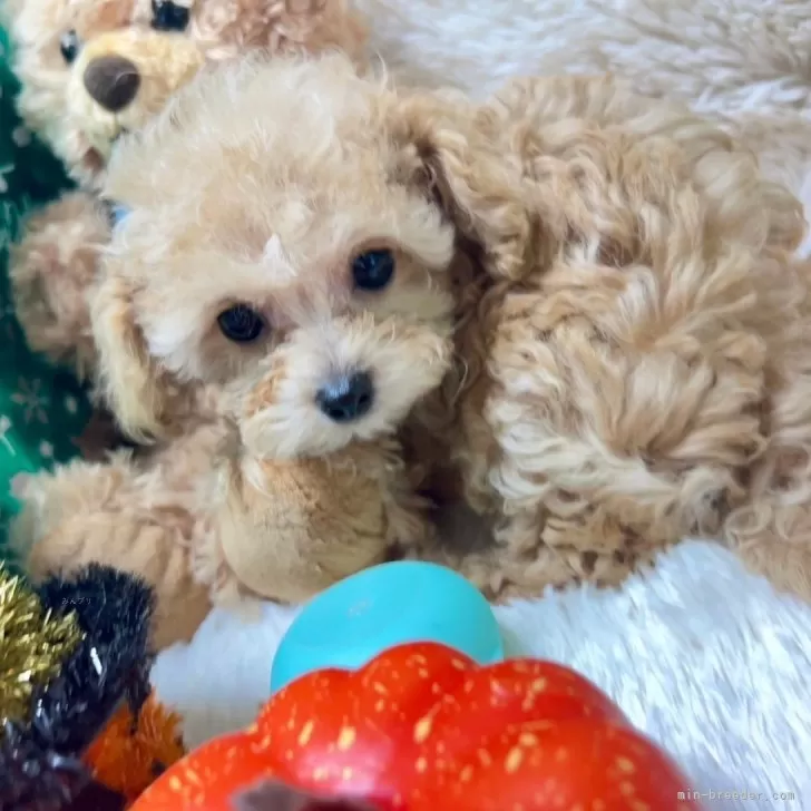ID：2405-00489の子犬