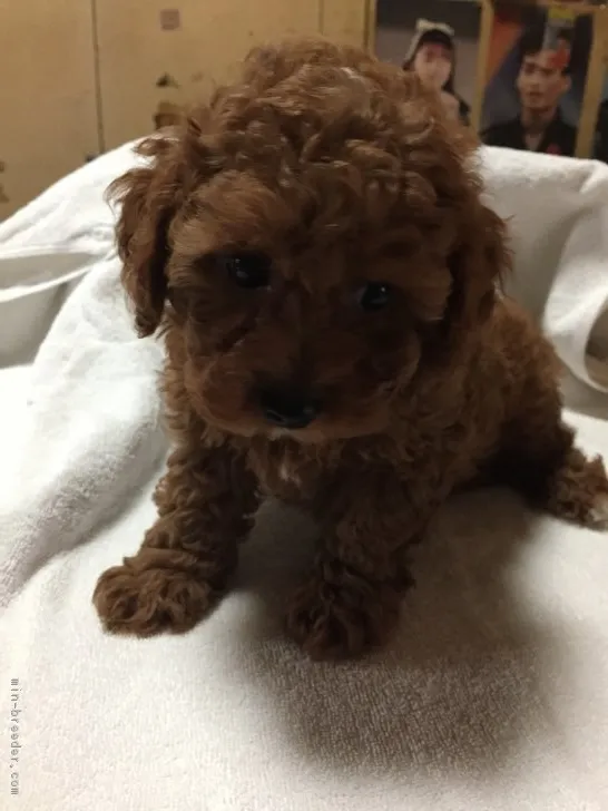 ID：1705-01588の子犬