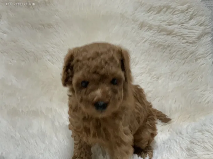 ID：1912-01361の子犬
