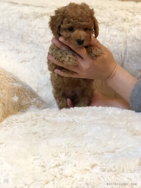 ID：1904-00006の子犬