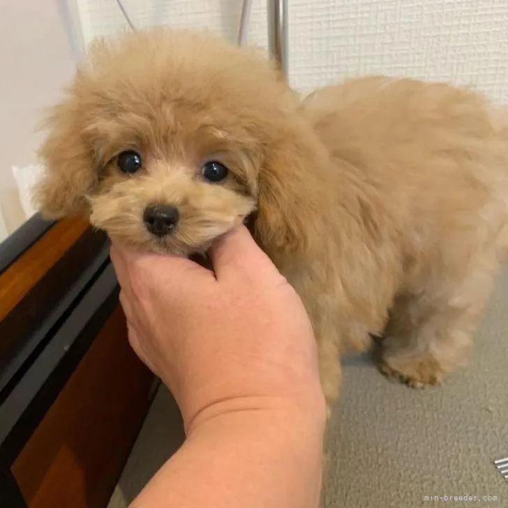 ID:2210-04181の子犬