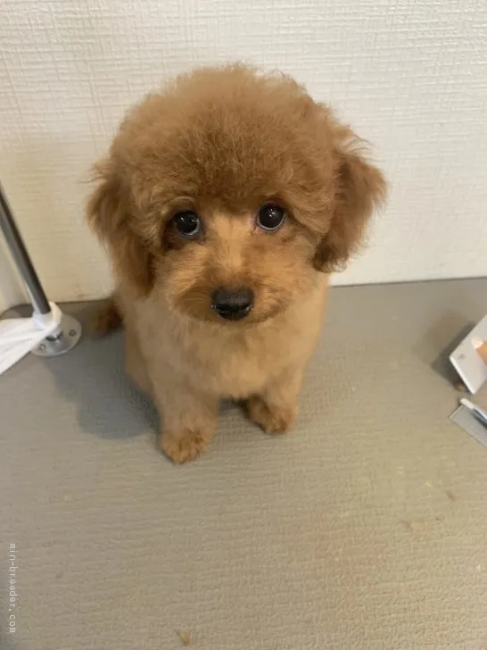 ID：2005-01648の子犬