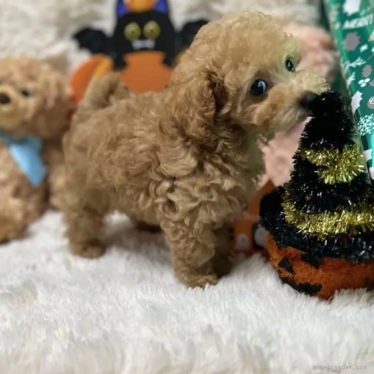 ID：2309-06444の子犬