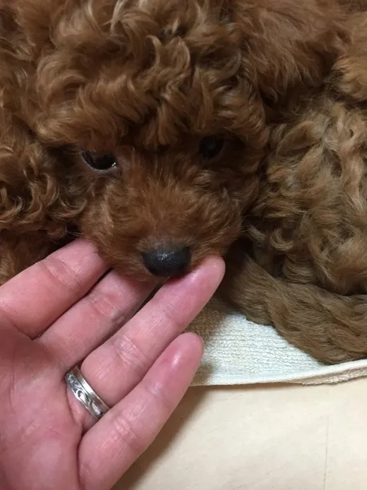 ID：1503-00800の子犬