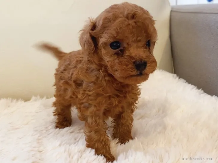 ID：2004-00790の子犬