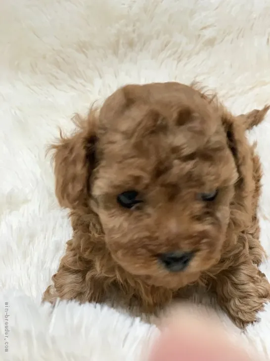 ID:1912-01420の子犬