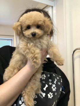 トイプードル(ティーカップ)【東京都・男の子・2021年1月30日・アプリ】の写真「マイクロ予想の小さな男の子❣️」