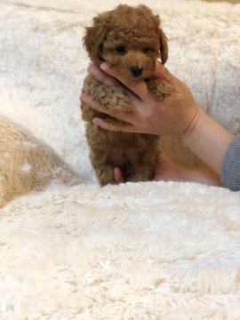 トイプードル(タイニー)【東京都・男の子・2019年2月13日・レッド】の写真「ご飯をよく食べおっとりした男の子です☺️」