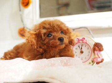 トイプードル(ティーカップ)【東京都・女の子・2018年7月13日・レッド】の写真「成犬2キロ前後の極小ちゃん予想」