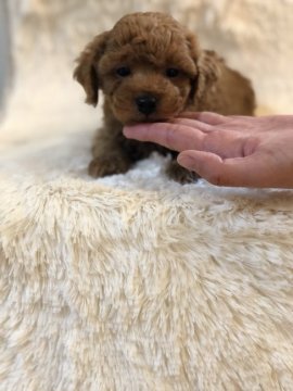 トイプードル(トイ)【東京都・男の子・2019年2月19日・レッド】の写真「ドワーフでご飯をよく食べる元気な男の子です」