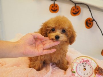 トイプードル(ティーカップ)【東京都・女の子・2018年7月18日・レッド】の写真「成犬1.5キロ予想の小さな女の子」
