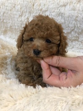 トイプードル(タイニー)【東京都・男の子・2019年2月13日・レッド】の写真「ご飯をよく食べるかまって君です☺️」