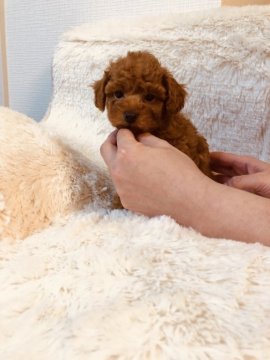 トイプードル(トイ)【東京都・男の子・2019年2月19日・レッド】の写真「ご飯をよく食べとても元気でおしとやかな男の子です」