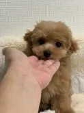 ティーカッププードル【東京都・女の子・2020年6月30日・アプリ】の写真1「3ヶ月で小さなお顔！」