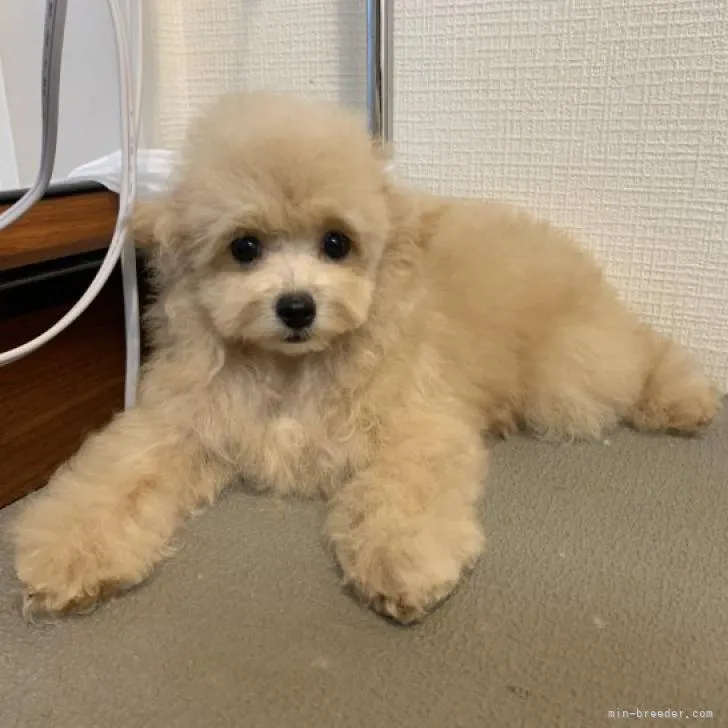 ID：2211-00457の子犬
