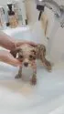ティーカッププードル【東京都・女の子・2021年4月4日・アプリ】の写真4「シャンプーこんなに小さくなっちゃった❣️」
