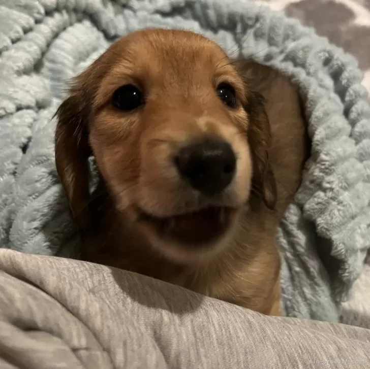 ID：2412-05984の子犬