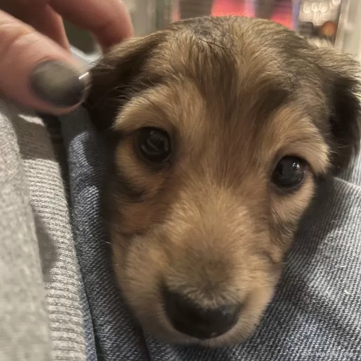 ID：2501-04599の子犬