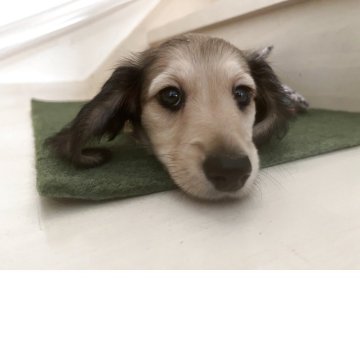 カニンヘンダックスフンド(ロング)【広島県・女の子・2025年6月28日・シェーデッドイエロー】の写真「クリッとした可愛いお顔の女の子✨遺伝子検査両親OK」