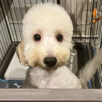 トイプードル(トイ)【広島県・男の子・2025年6月1日・オレンジフォーン】の写真「両親遺伝子検査クリア😊✨癒しの子グマみたい😍」