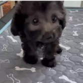 ティーカッププードル