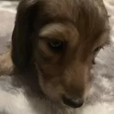 カニンヘンダックスフンド(ロング)【広島県・男の子・2024年11月25日・シェーデッドイエロー】の写真5