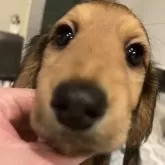 カニンヘンダックスフンド(ロング)【広島県・女の子・2024年11月25日・シェーデッドレッド】の写真8「くりっくり♥️♥️♥️」