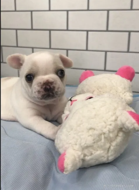 ID：1909-00397の子犬