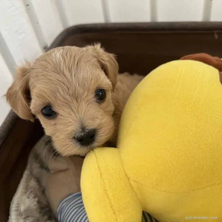 ID：2305-02731の子犬