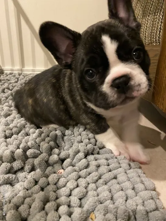 エータ 様のお迎えした子犬