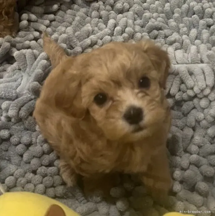 ID：2305-03212の子犬